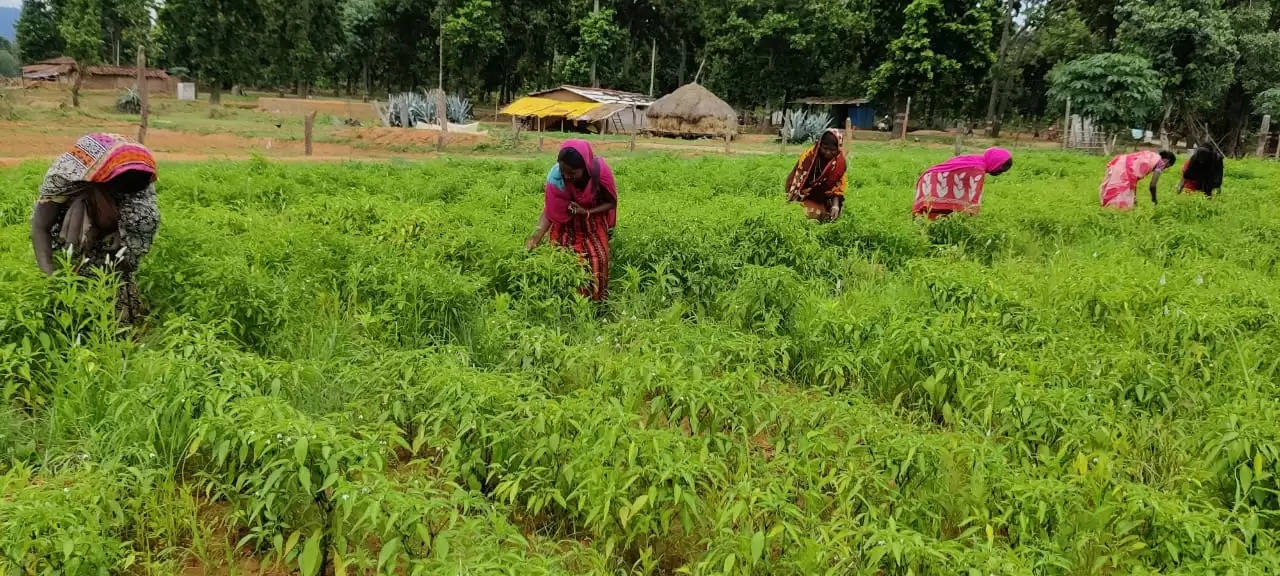 मिर्ची की खेती कर पहाड़ी कोरवा महिलाएं संवार रही हैं अपना जीवन