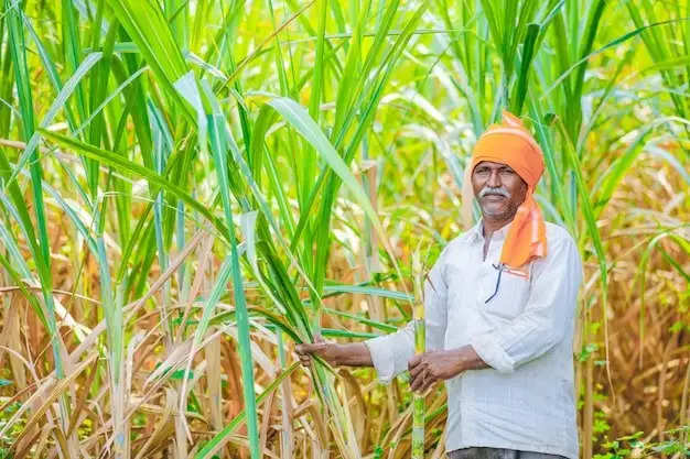 “Pre-Diwali Delight: Government Raises Sugarcane Prices – What It Means for Farmers
