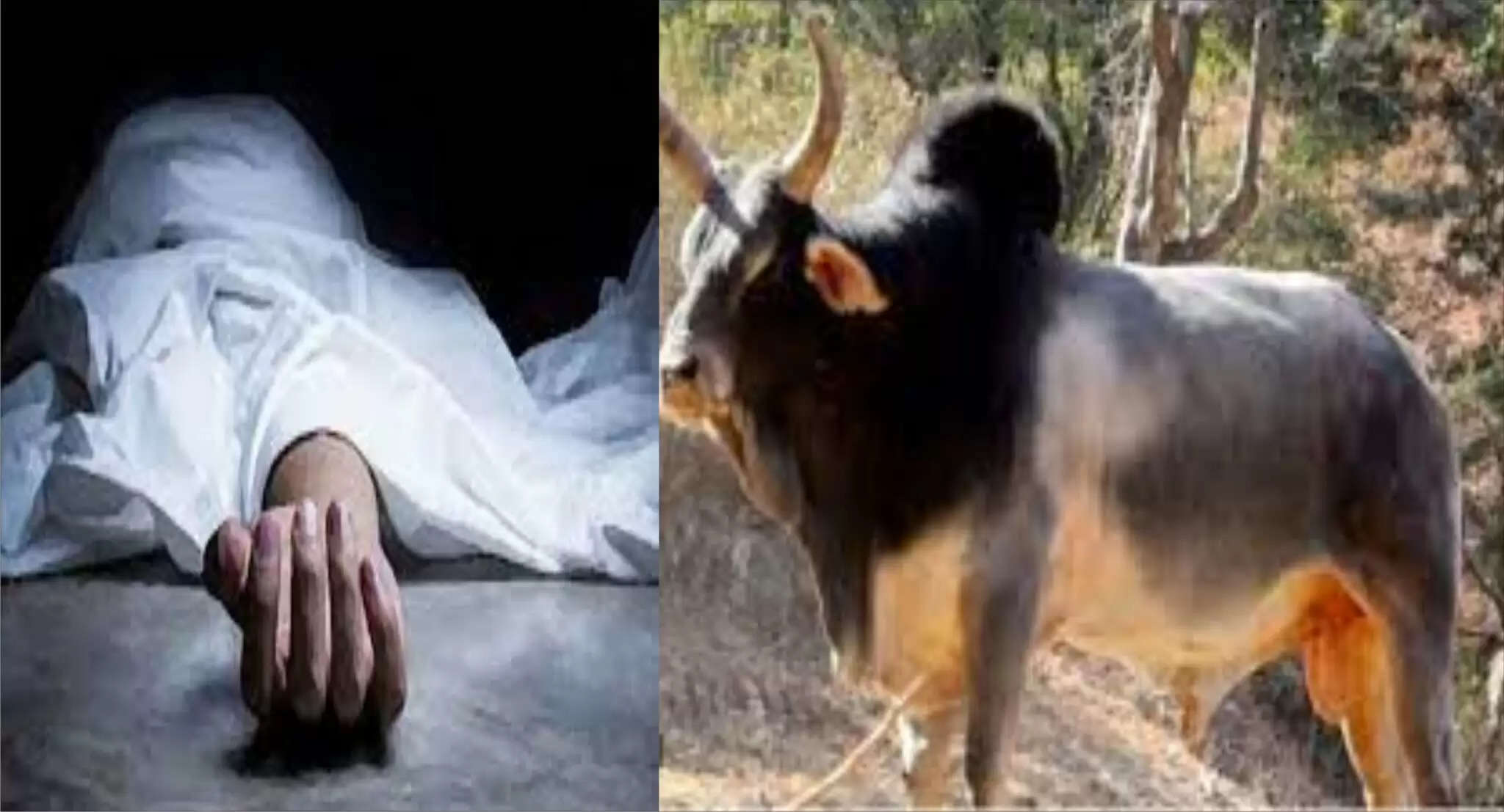 छुट्टा पशुओं का आतंक जारी, सांड के हमले से किसान की मौत, 3 लोग घायल