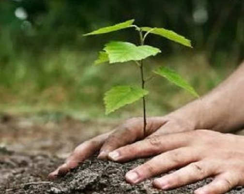 15 अगस्त को ‘‘अमृत वन‘‘ की स्थापना करने हेतु 05 करोड़ पौधों का होगा रोपण