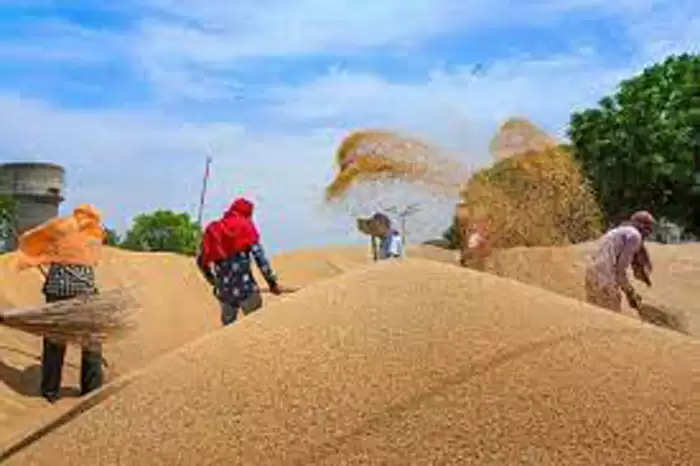 सहकारिता विभाग द्वारा अब तक 53,340 किसानों से 205437.481 मी0 टन गेहूँ की हुई खरीद
