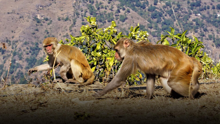 अल्मोड़ा में बंदरों की बस्ती? जानिए क्यों दहशत में हैं बच्चे, बुज़ुर्ग और महिलाएं!
