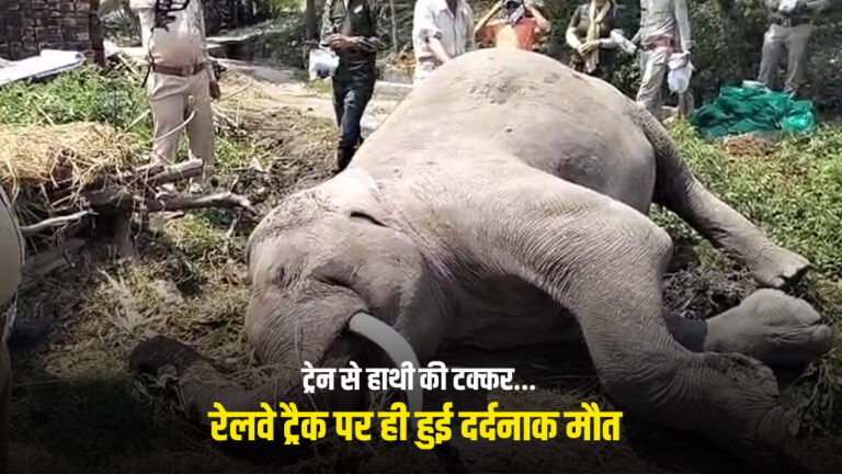 ट्रेन से हाथी की टक्कर… रेलवे ट्रैक पर ही हुई दर्दनाक मौत 