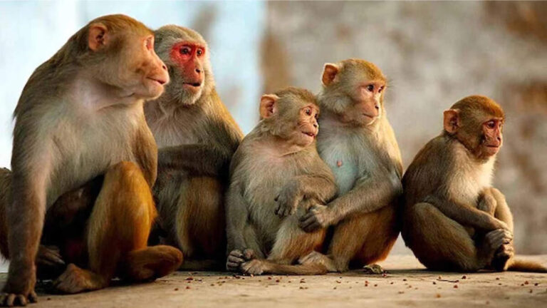 तेंदुओं और बंदरों से दहशत में अल्मोड़ा! संजय पाण्डे की बड़ी पहल से जागा प्रशासन