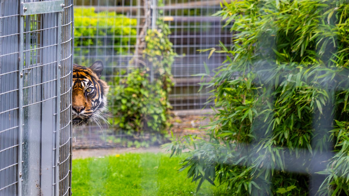 इंग्लैंड में दिल दहला देने वाली घटना: Yorkshire Wildlife Park tiger attack में शख्स की मौत
